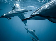 bob半岛体育app下载-LPL：WE强开JKL无果后，TES就地反打打出0换3顺势拿下大龙